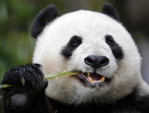 панда ест бамбук