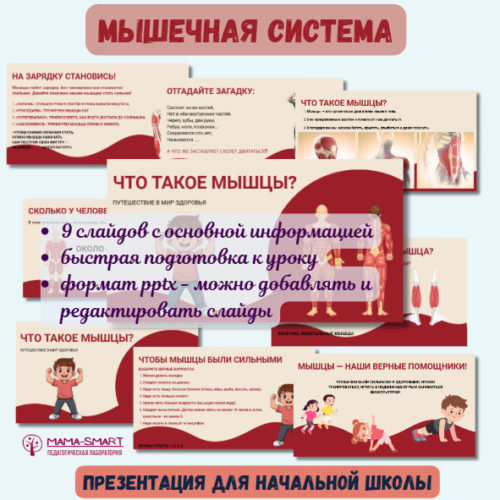 мышечная системы презентация для начальной школы
